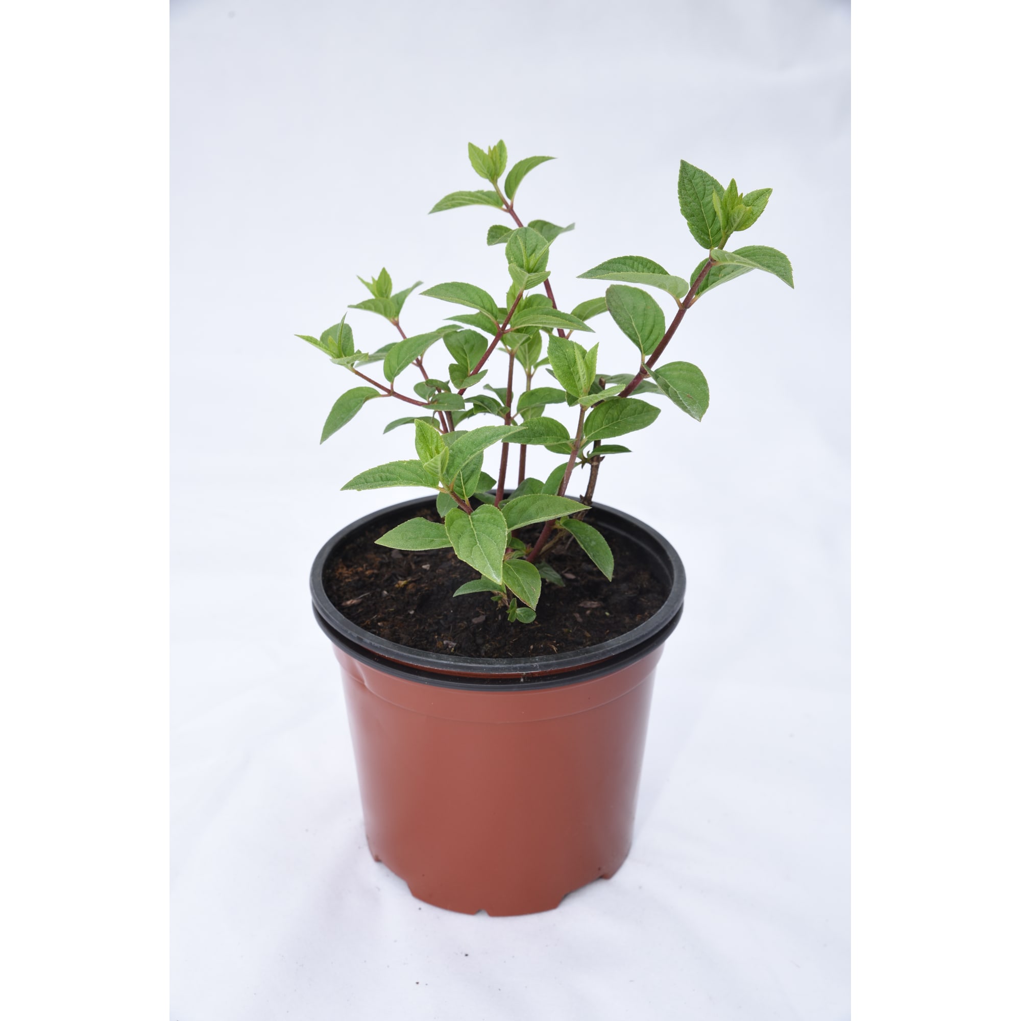 18016182 Гортензия Диамантино метельчатая, цветки крыпные, цвет белый Santreyd 