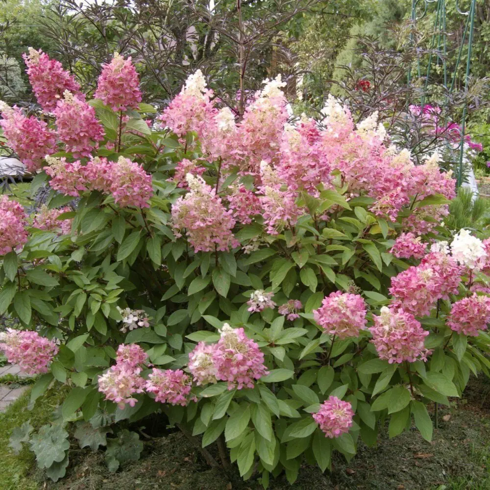 Гортензия метельчатая Пинк Даймонд ø15 h15 см 87691069 STLM-2069540 PLANTMARKET 
