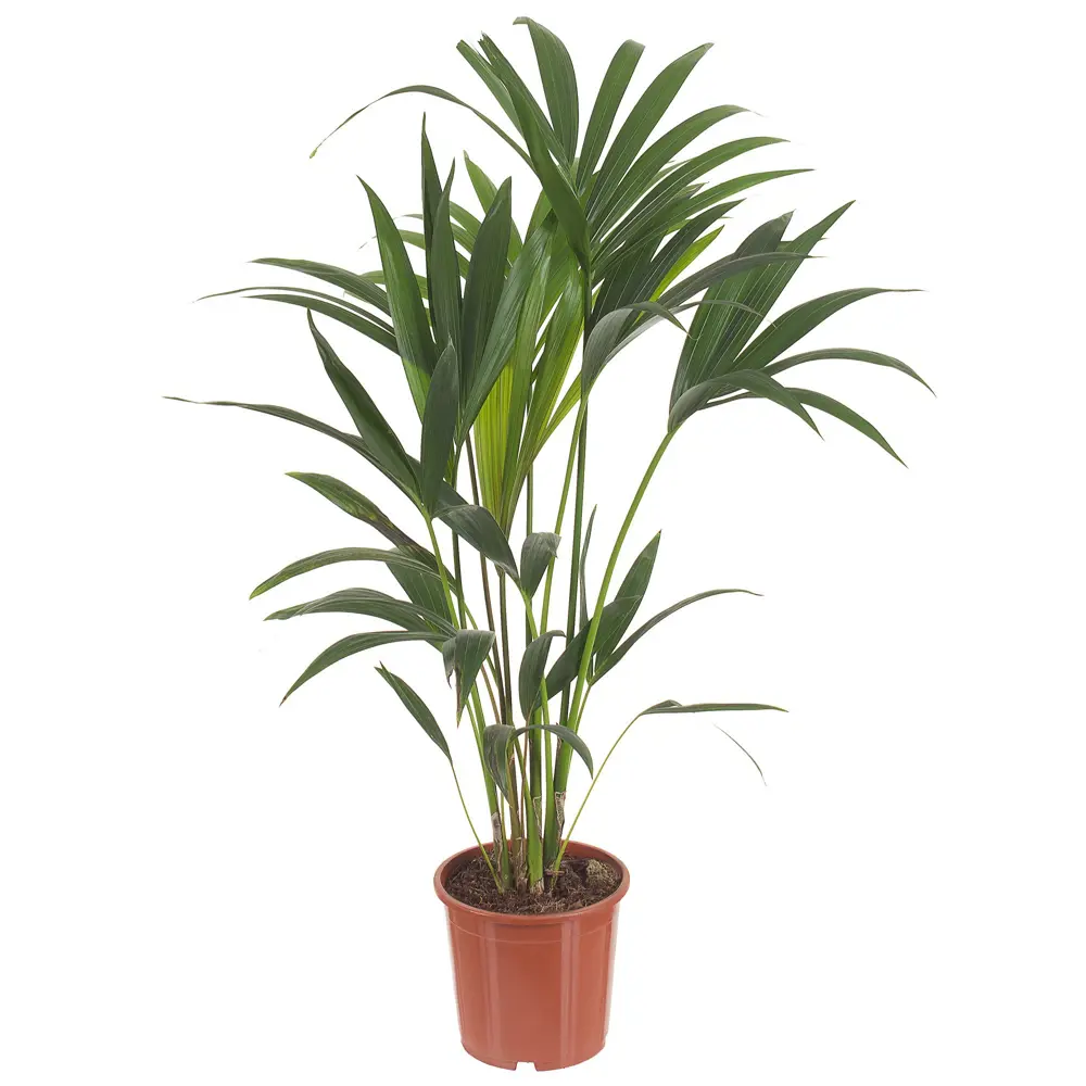 Пальма Ховея Forsteriana от Santreyd - элегантное озеленение интерьера 18785934 STLM-0012724