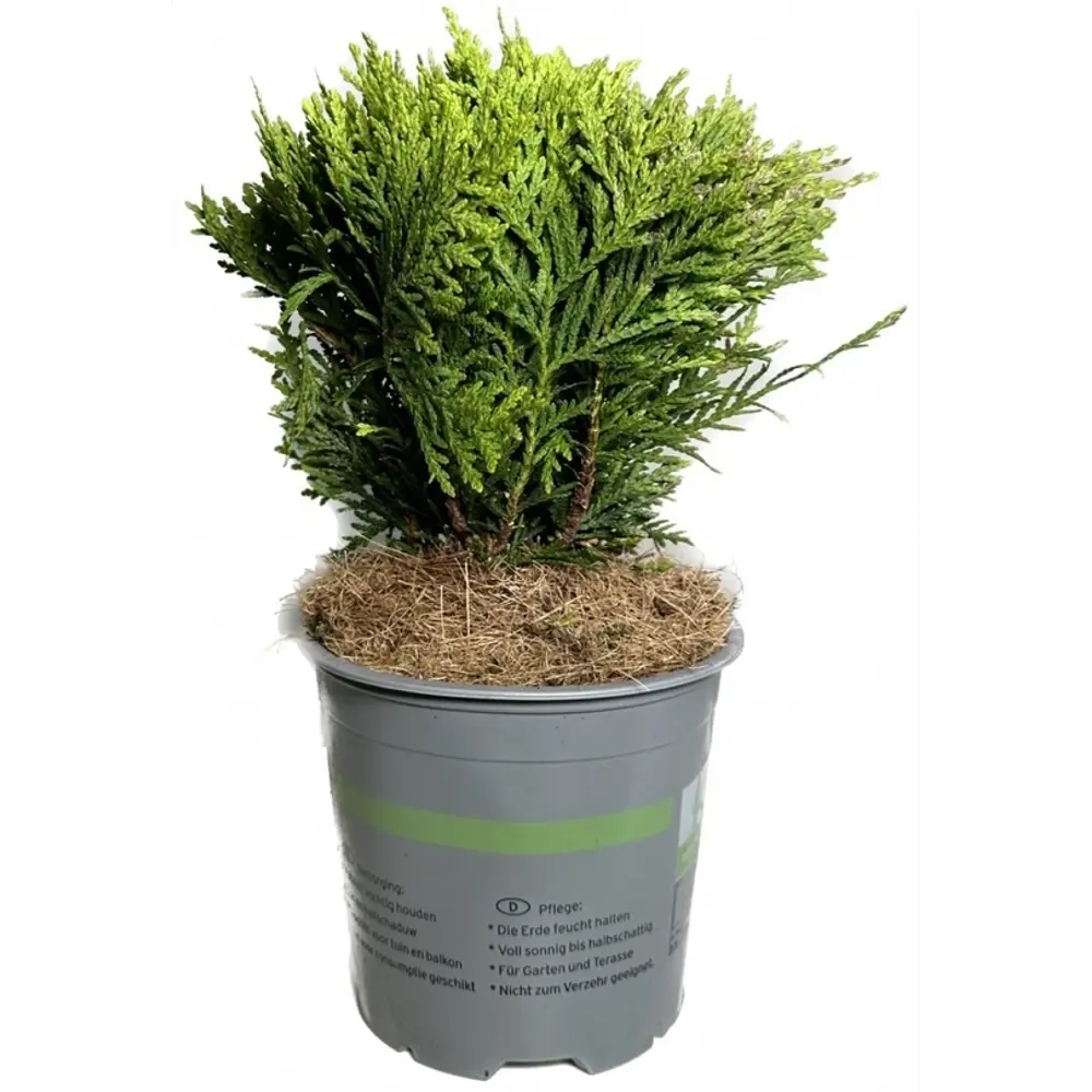 Кониферен микс стандарт ø13 h30 см Santreyd STLM-2191820 - Вид №3