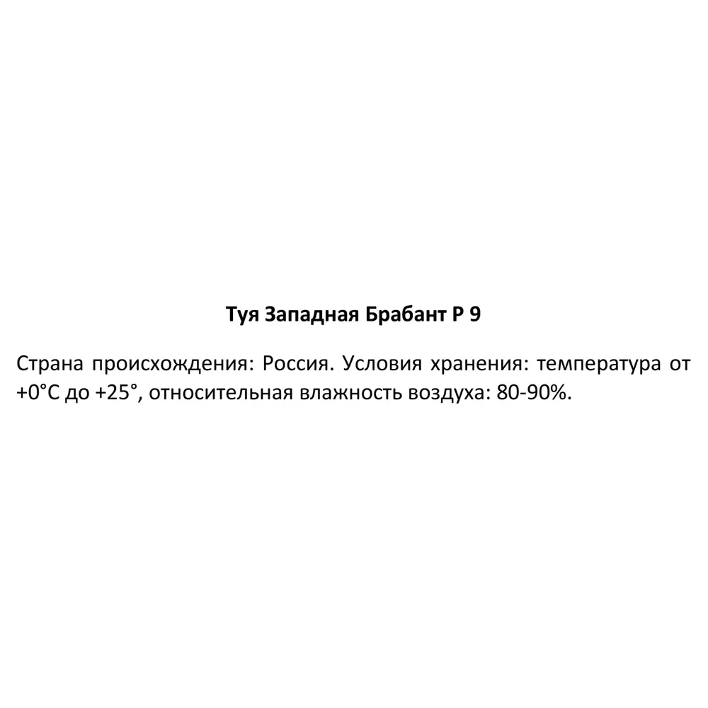 Туя западная Брабант ø9 h40 см 89365009 STLM-2089152 Santreyd  - Вид №3