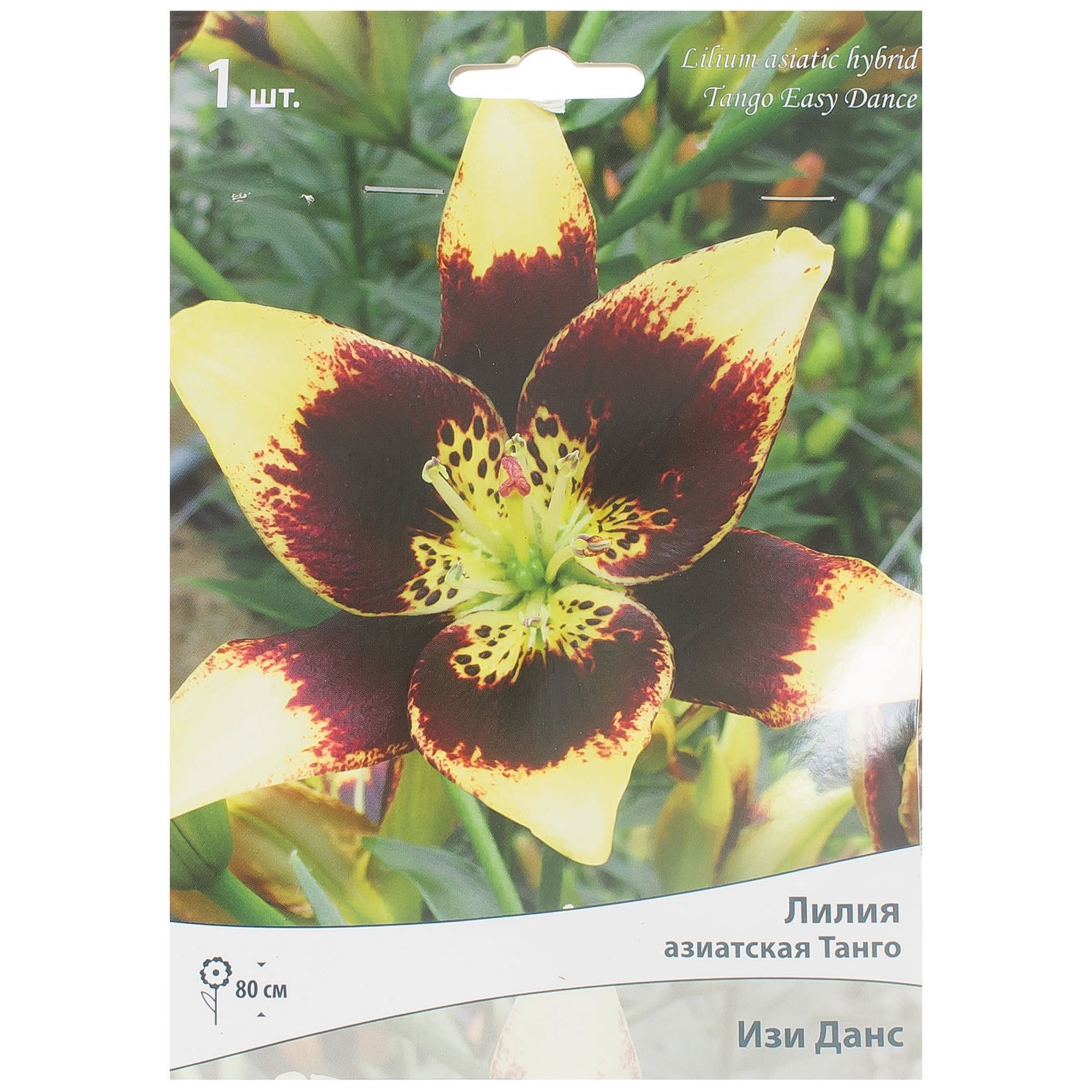 81945455 Лилия азиатская Танго «Изи Данс» Santreyd 