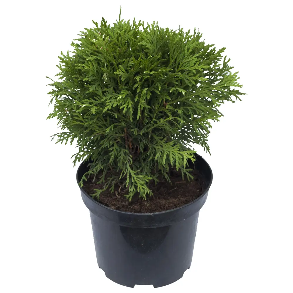 Santreyd Туя Даника - вечнозеленый шар для ландшафтного дизайна 15504703 STLM-0949533