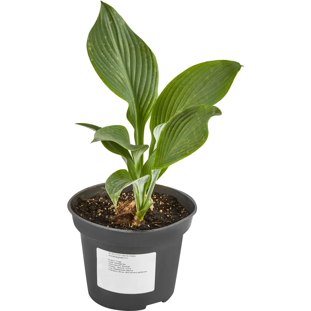 Хоста Ауреомаргината ø15 h40 см 84832071 STLM-2059107 PLANTMARKET 