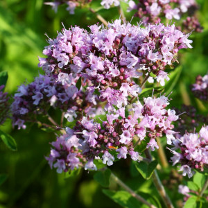 82585498 Душица 15x20 см