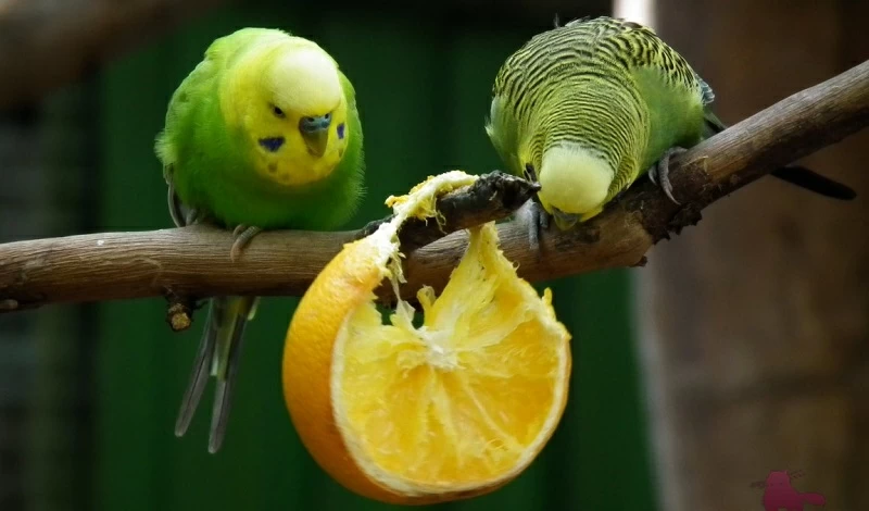 Какие фрукты можно попугаю: список и советы по кормлению