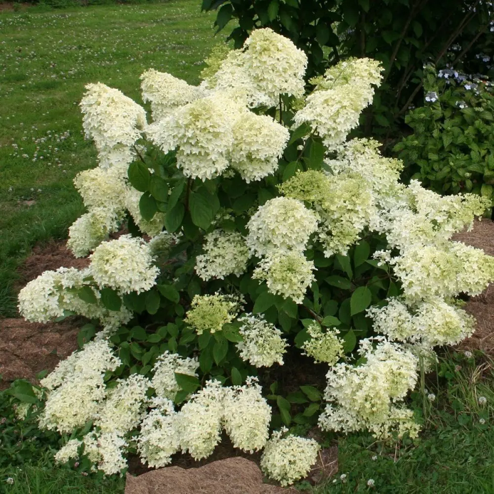 Гортензия метельчатая Дентель де Горрон ø19 h40 см 87691074 STLM-2149172 PLANTMARKET 