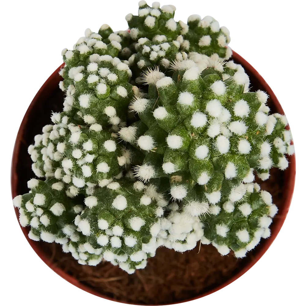 Santreyd Гимнокалициум Япония микс - живая скульптура с цветочной короной 86720752 STLM-0070959 - Вид №4