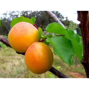 Абрикос «Монастырский» C7 высота 110 см