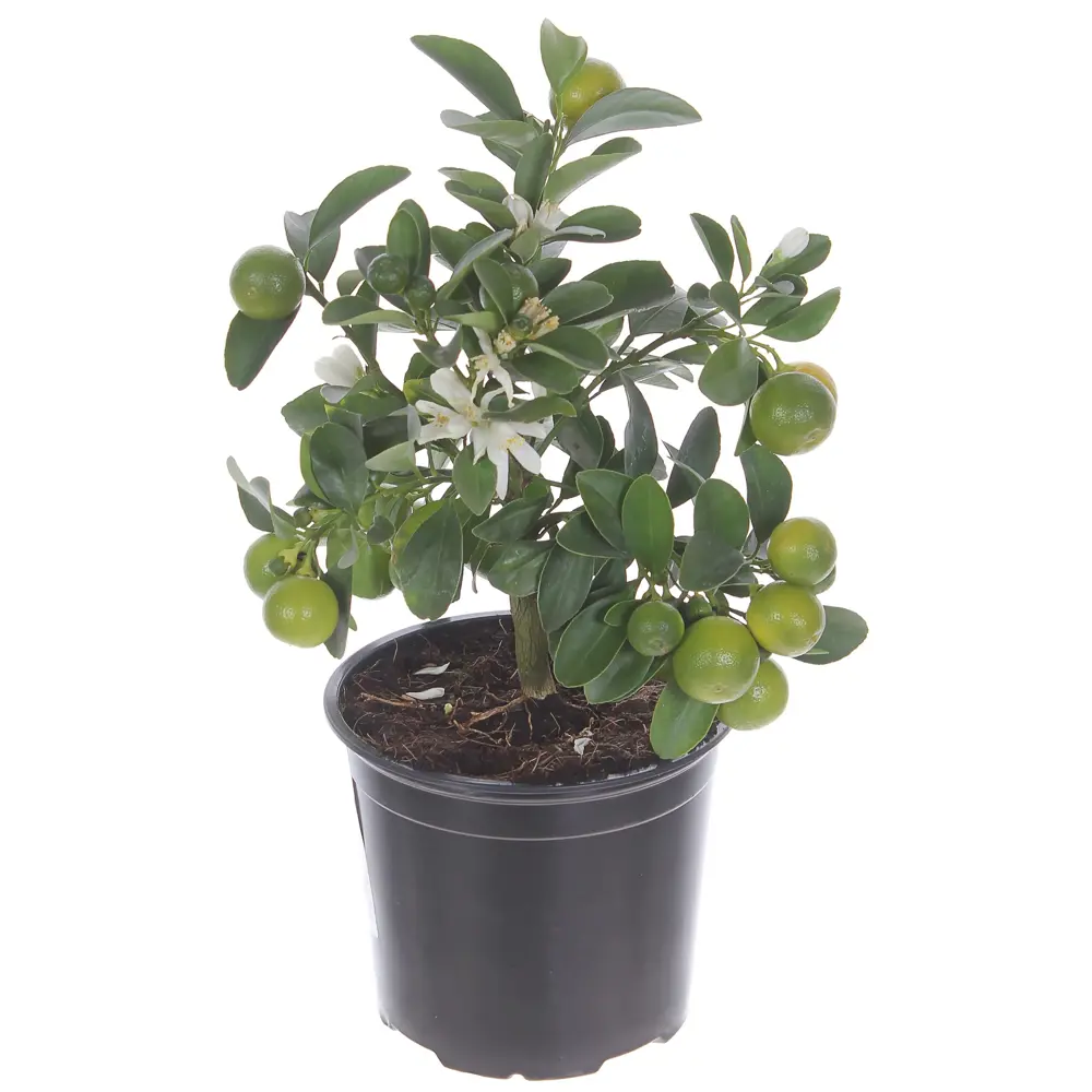 Цитрофортунелла «Microcarpa», 12x30 см 18785900 STLM-2107205 Santreyd 