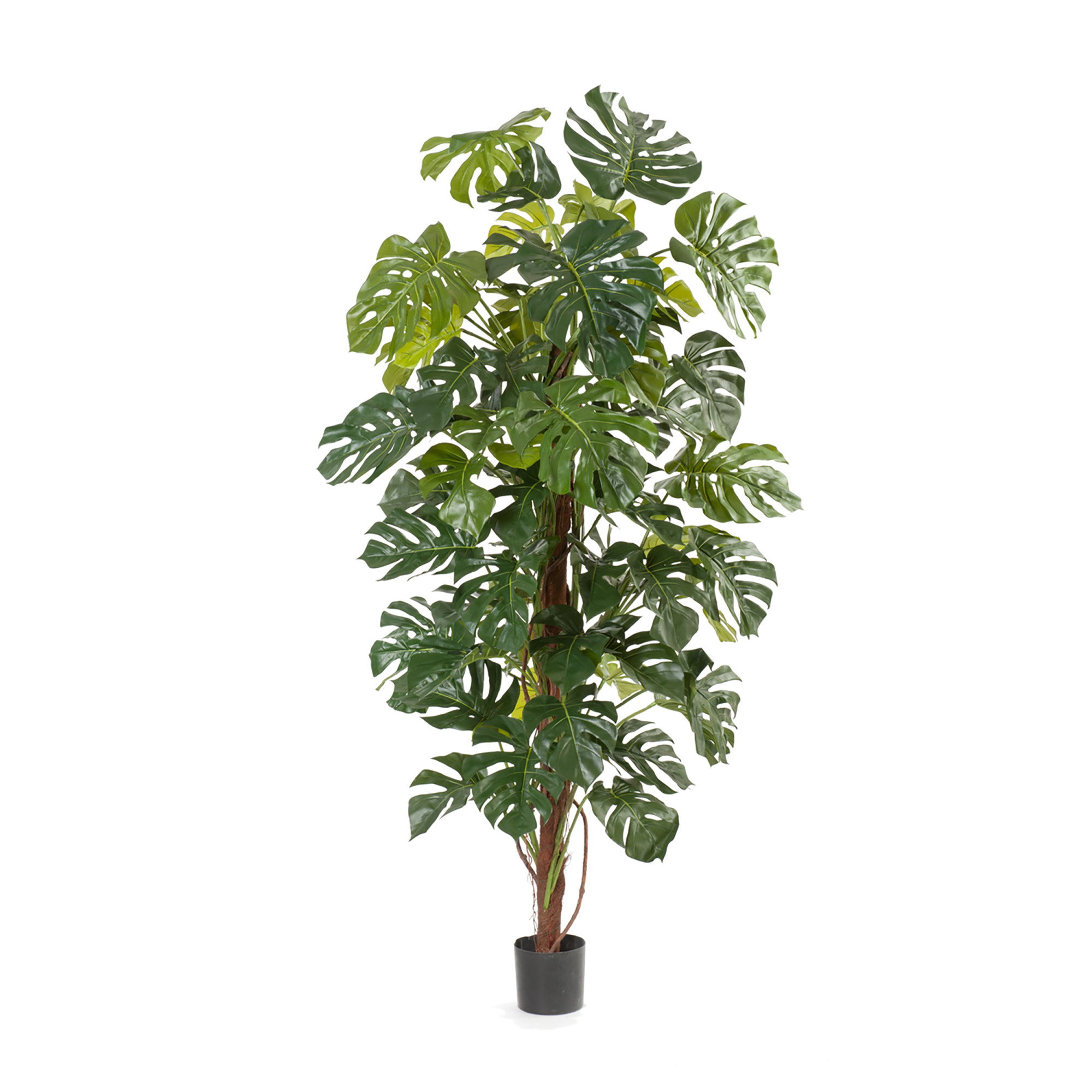 2000983170491 Монстера большая высота 205 см BUBOLA E NAIBO Santreyd 