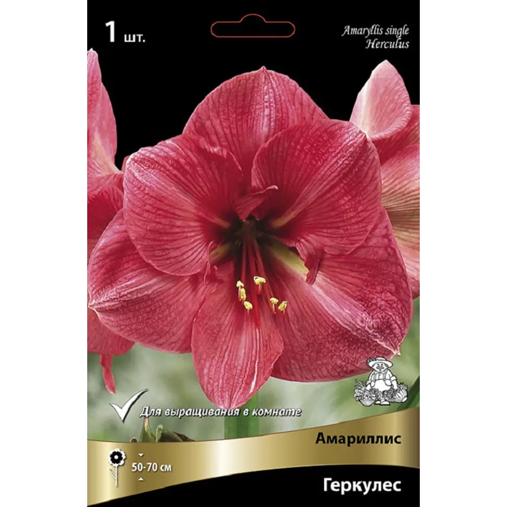 Амариллис простой Геркулес 89452193 STLM-2145839 ПОИСК 