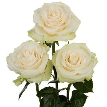 Роза Мондиаль 60 см Santreyd 25711 - Вид №1