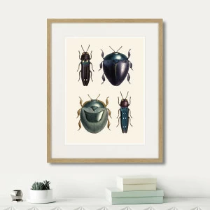 Картина в раме 52х42 см Assorted Beetles №1, 1735г. КАРТИНЫ В КВАРТИРУ  264411 Бежевый;черный
