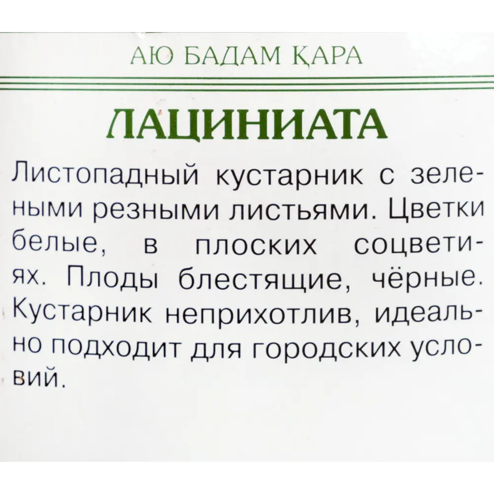 Бузина чёрная «Лациниата» 81951292 STLM-2132683 Santreyd  - Вид №2