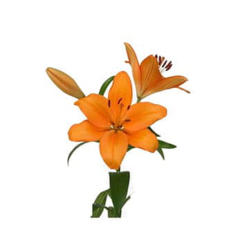 Лилия азия цезарс палас 95 см Santreyd 24172
