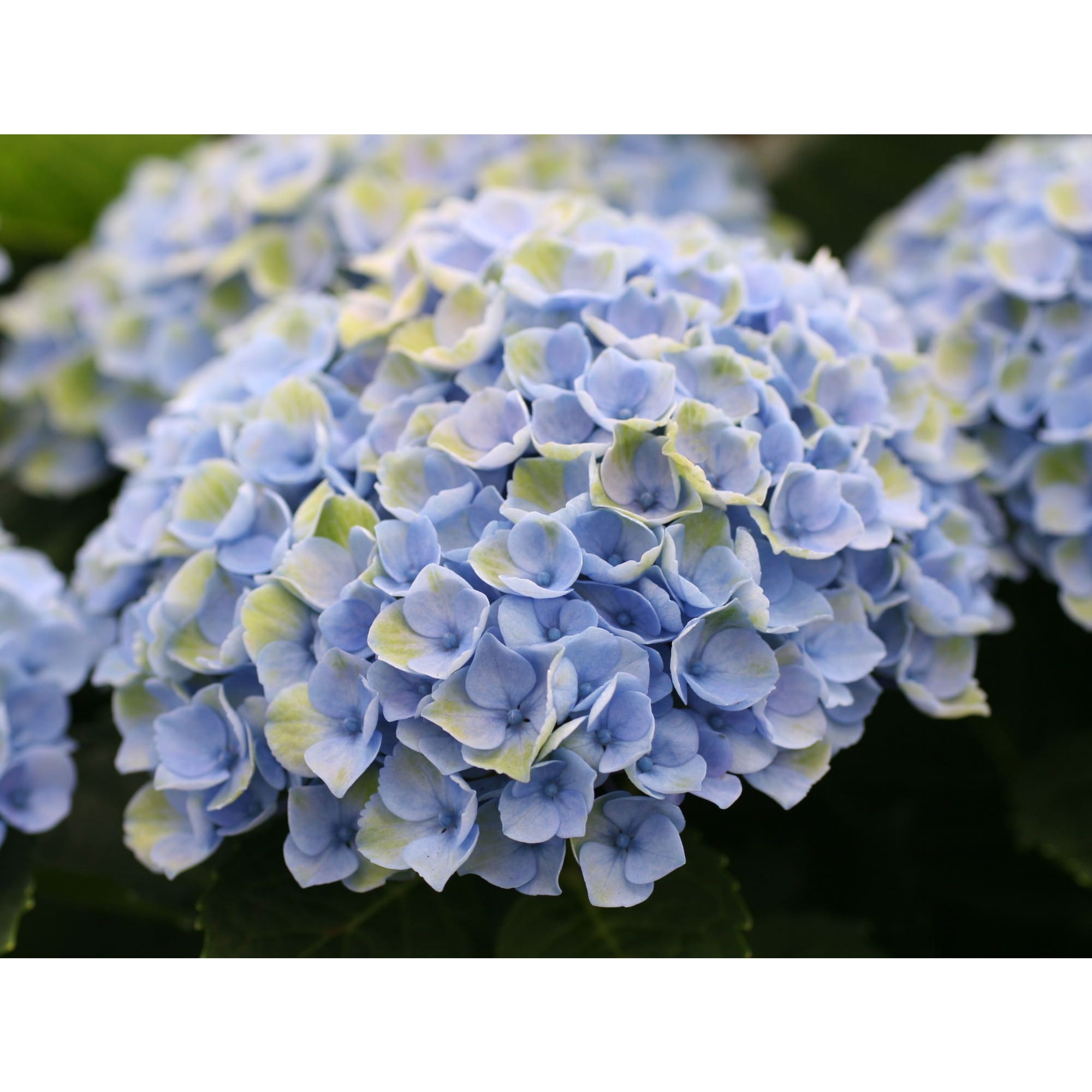 86726601 Гортензия Меджикал революшн блю ø23 h30 - 40 см Santreyd 