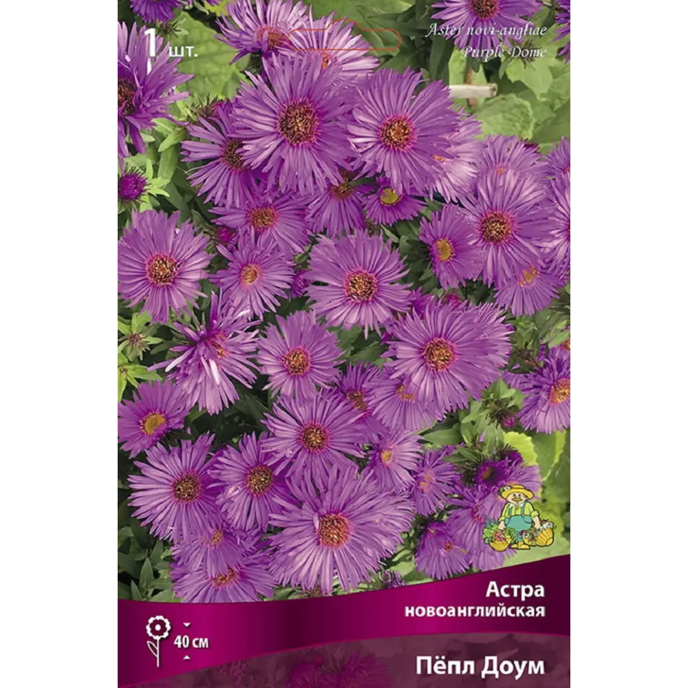 Астра новоанглийская Пепл Доум - многолетнее корневище 89433500 ПОИСК STLM-1571335 - Вид №1