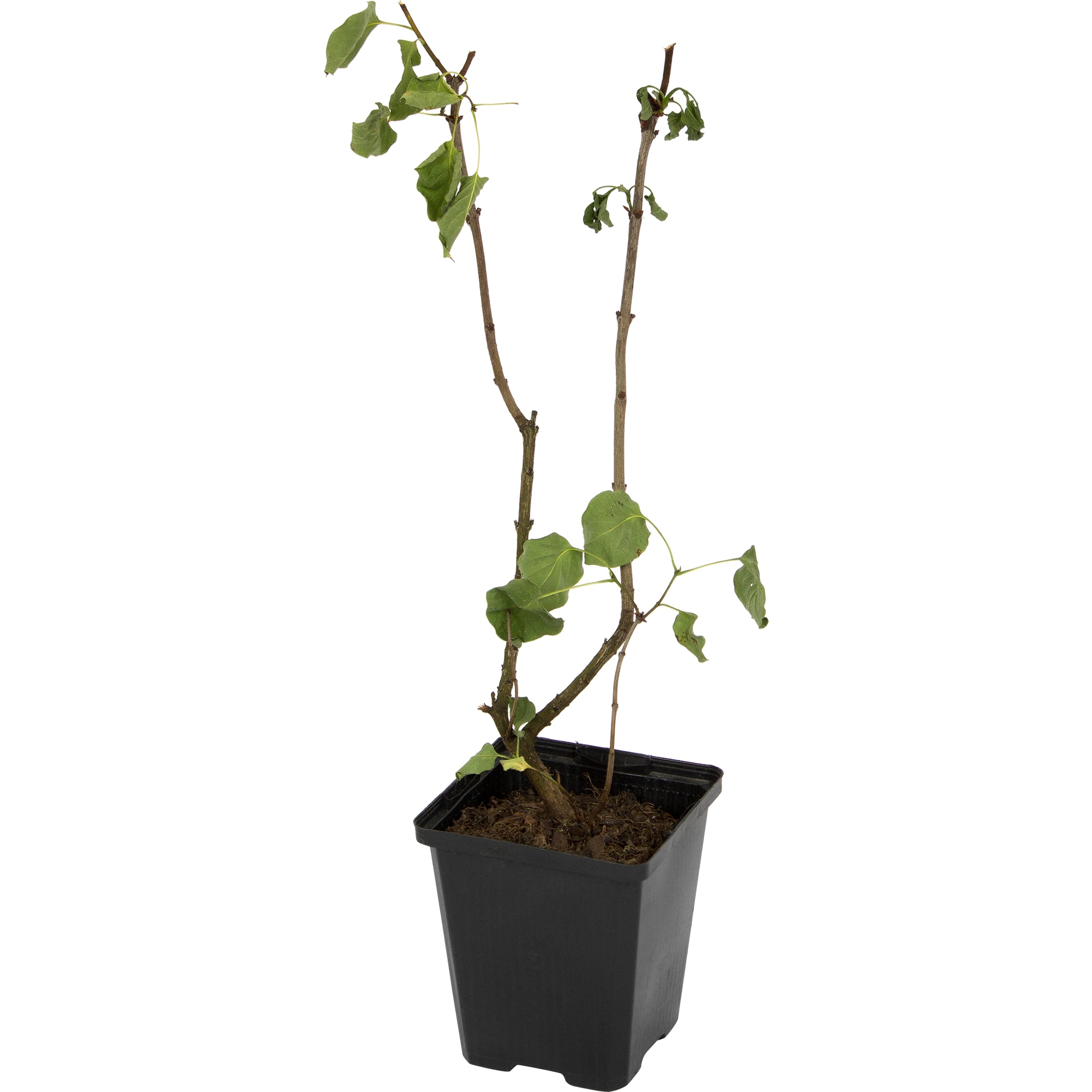 82176150 Сирень обыкновенная «Знамя Ленина» P9 Santreyd 