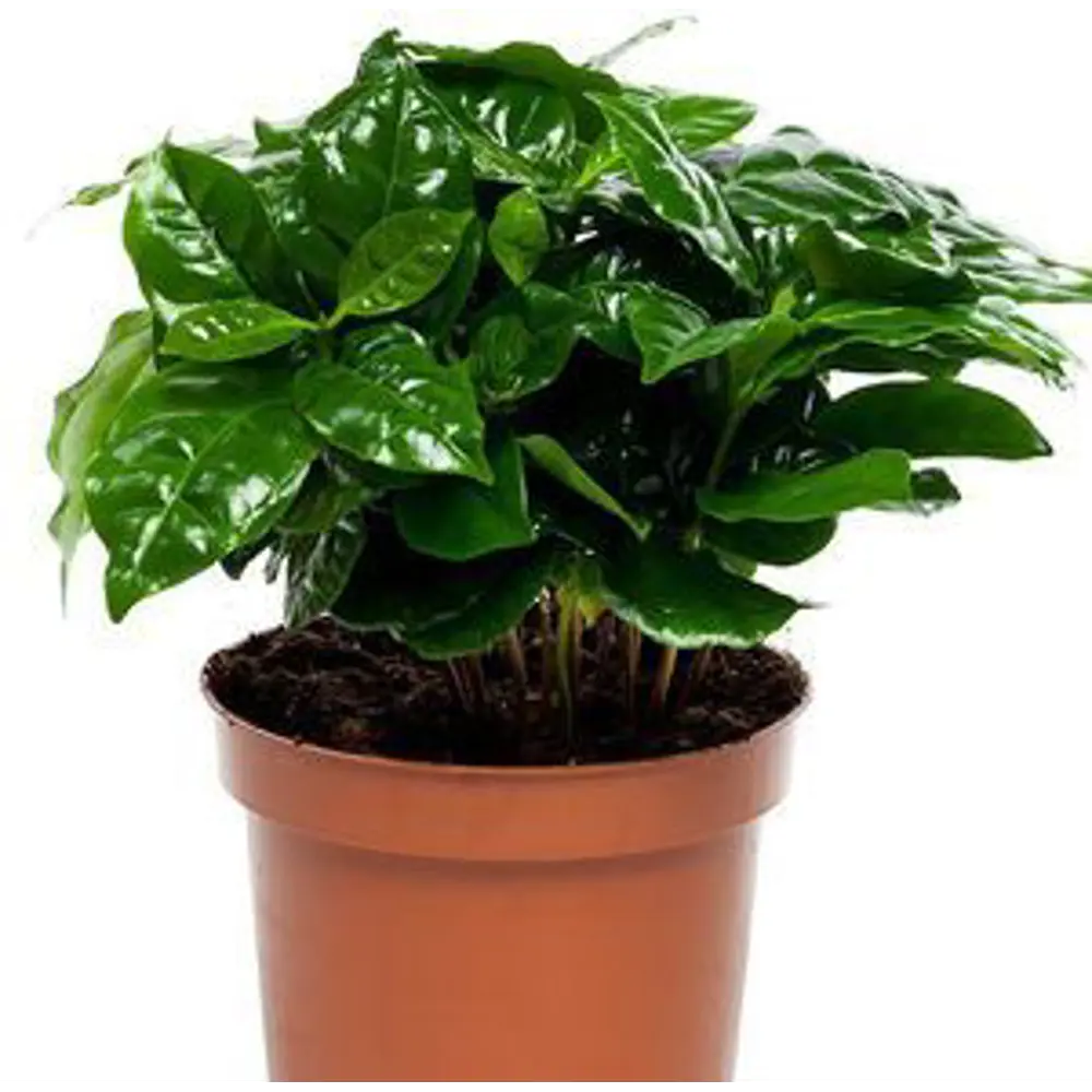 Кофе arabica 12х30 см Santreyd STLM-2145365