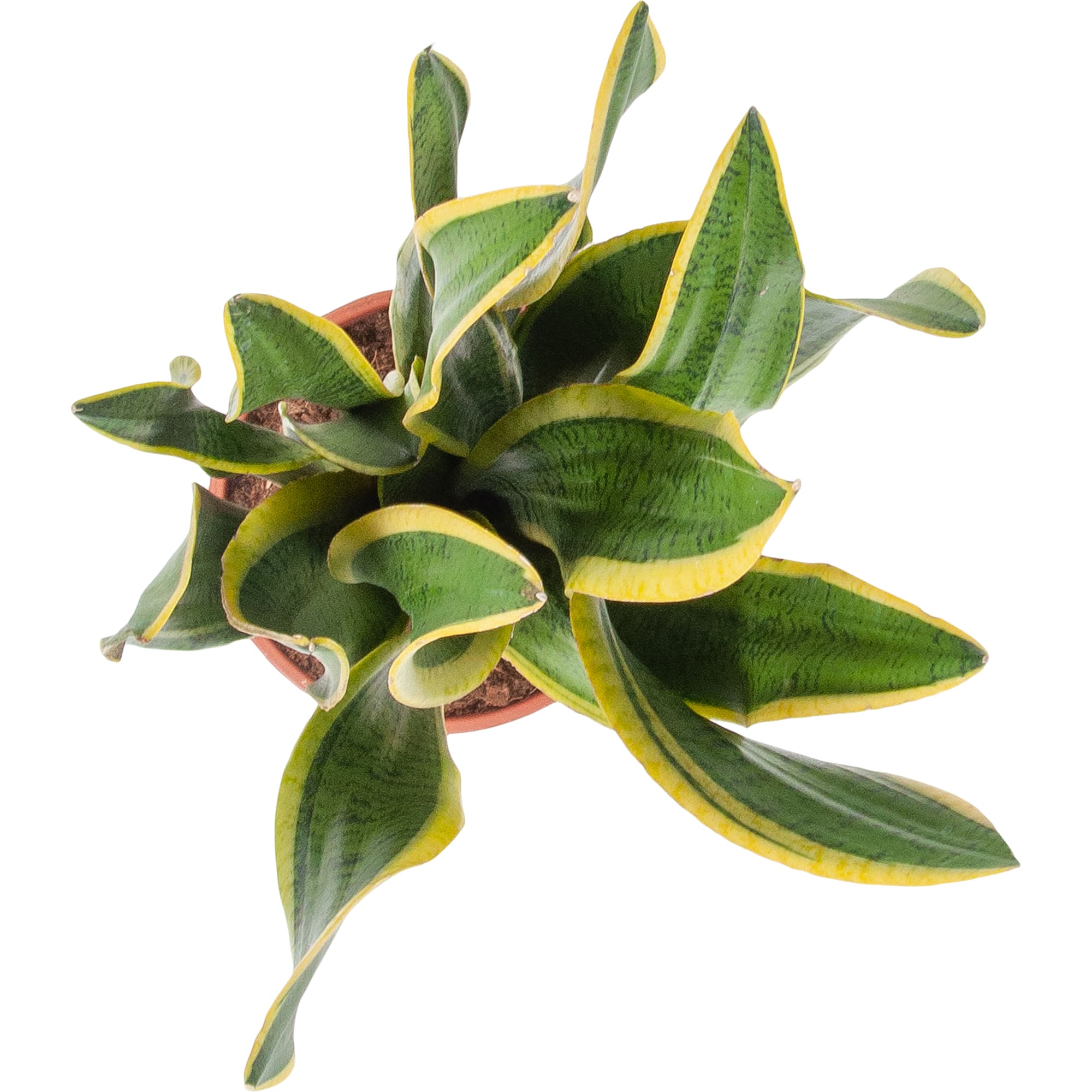 82850386 Сансевиерия "Лауренти" 21х80 см Santreyd  - Вид №1