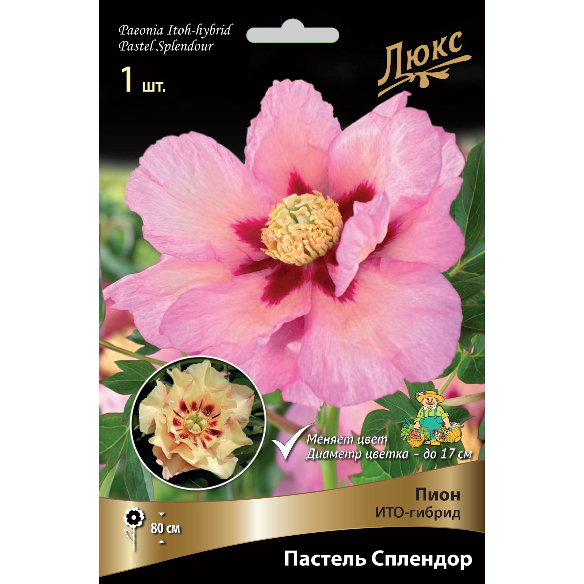82661883 Пион ито-гибрид «Пастель Сплендор» разбор 2-3 Santreyd 