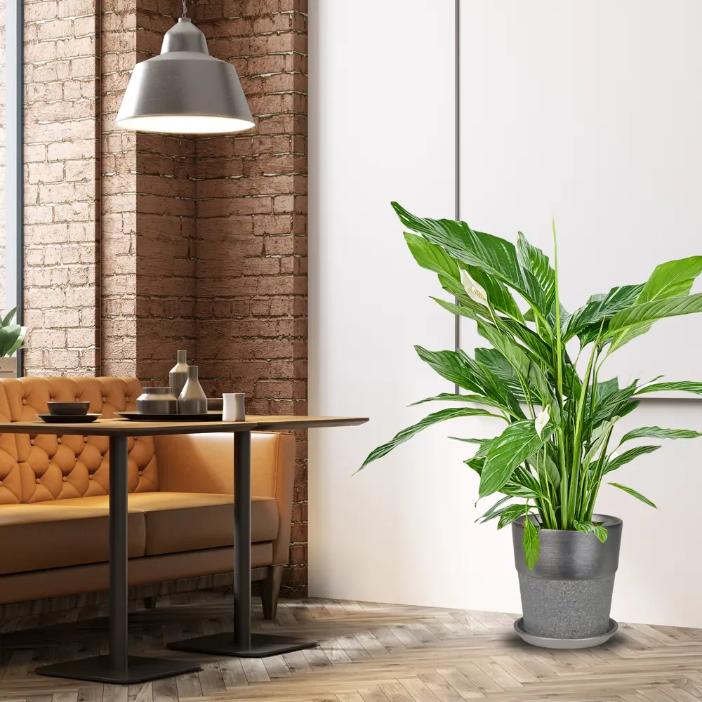 Santreyd Спатифиллум Свит Лауретта - изящное комнатное растение с белыми цветами 82399749 STLM-0026504 - Вид №3