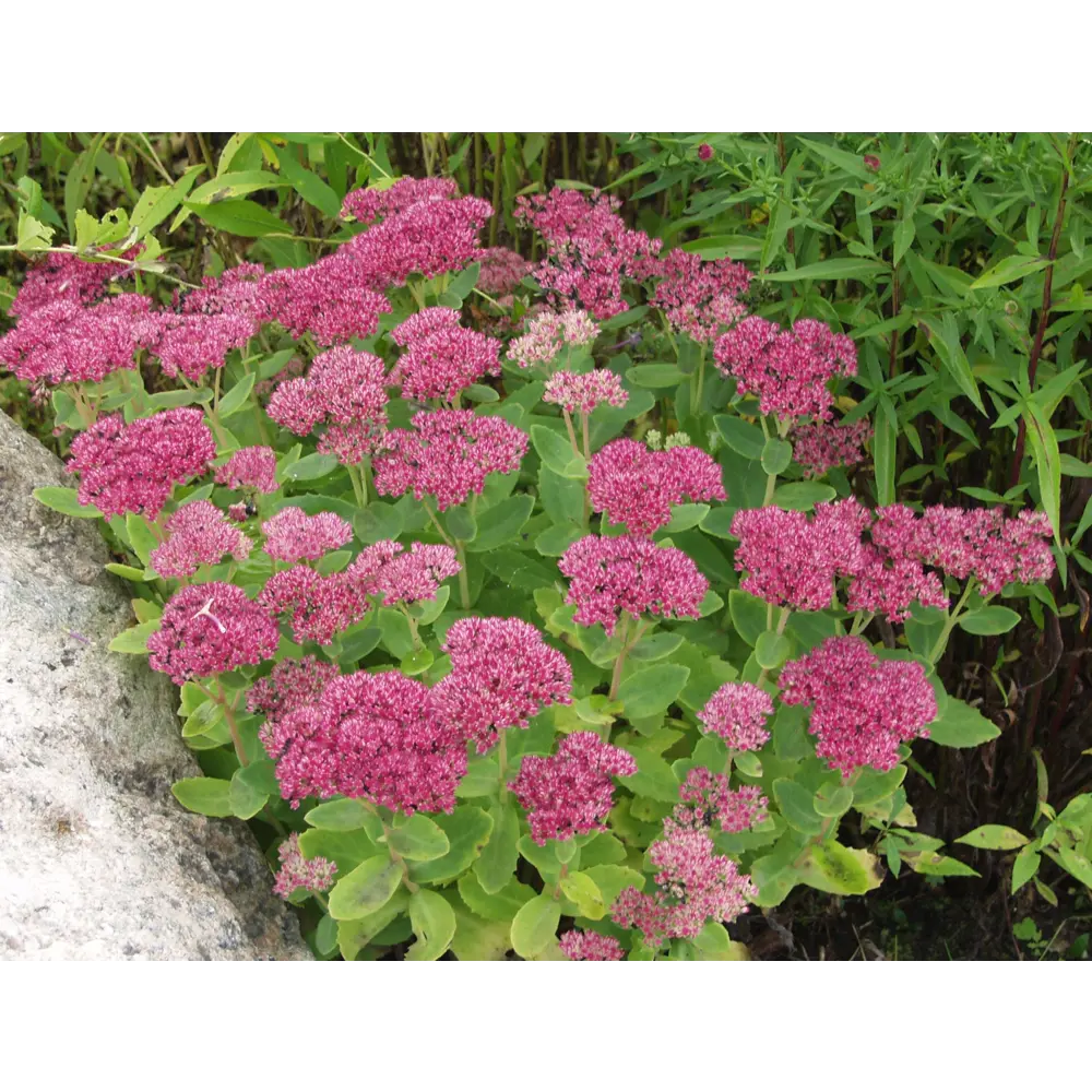 Очиток «Хербстфройде» 14x40 см 82625241 STLM-2027897 PLANTMARKET 