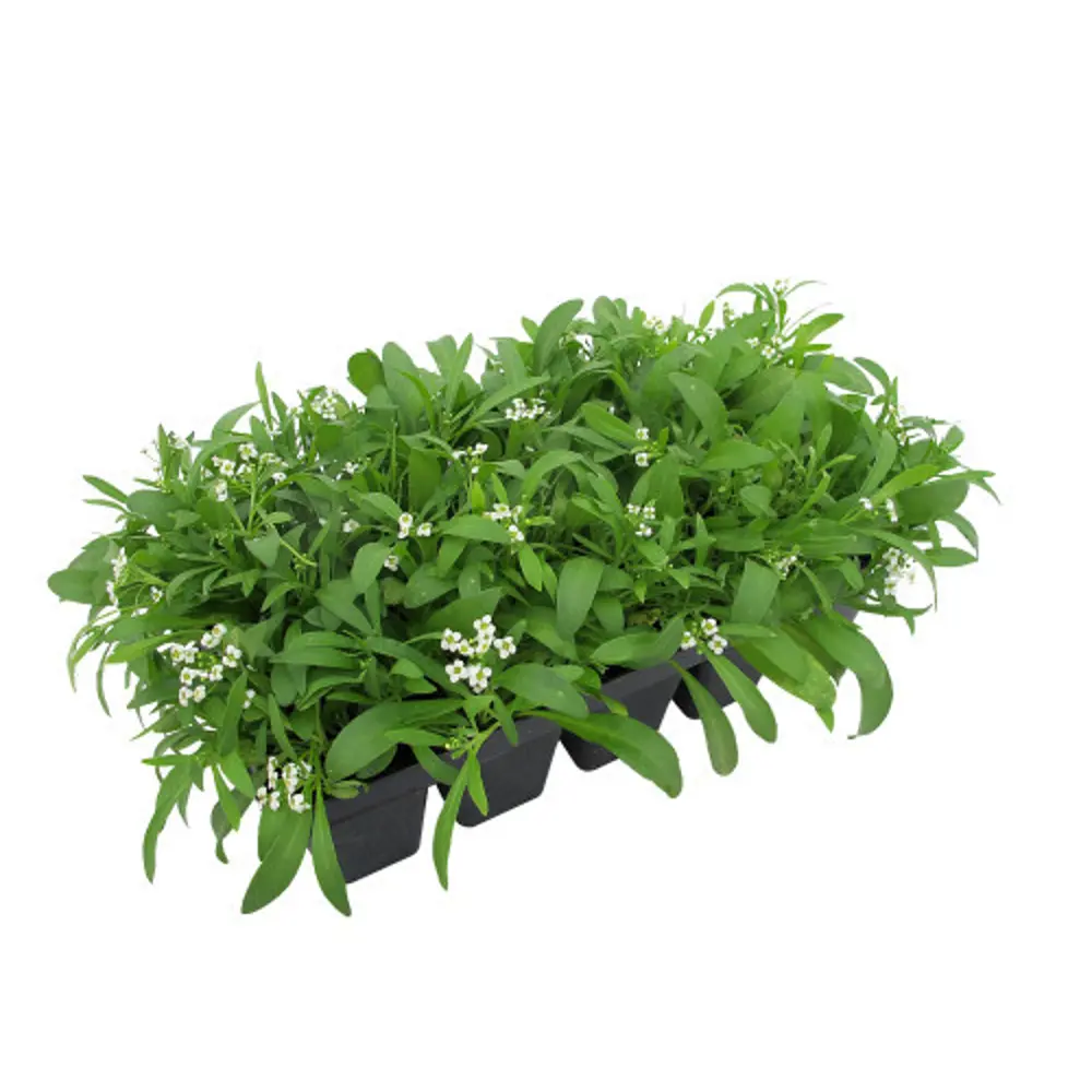 Алиссум 13x15 см АГРОНИ STLM-2105509