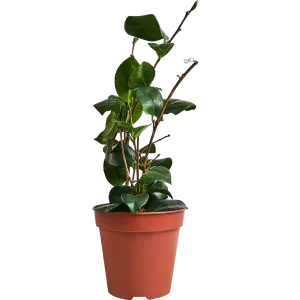 Камелия микс ø13 h20 см 89354339 STLM-2176682