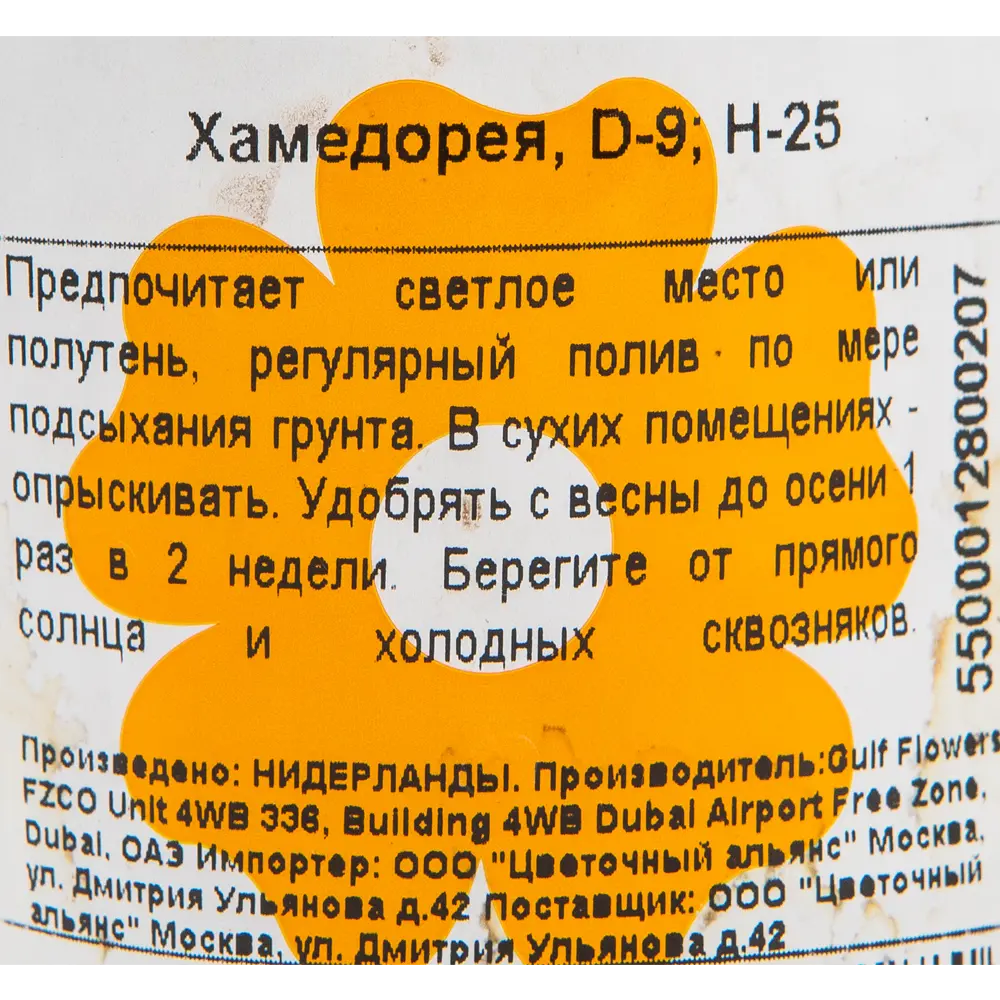 Хамедорея Бридбл 9х45 см 12501734 STLM-2050216 Santreyd  - Вид №2