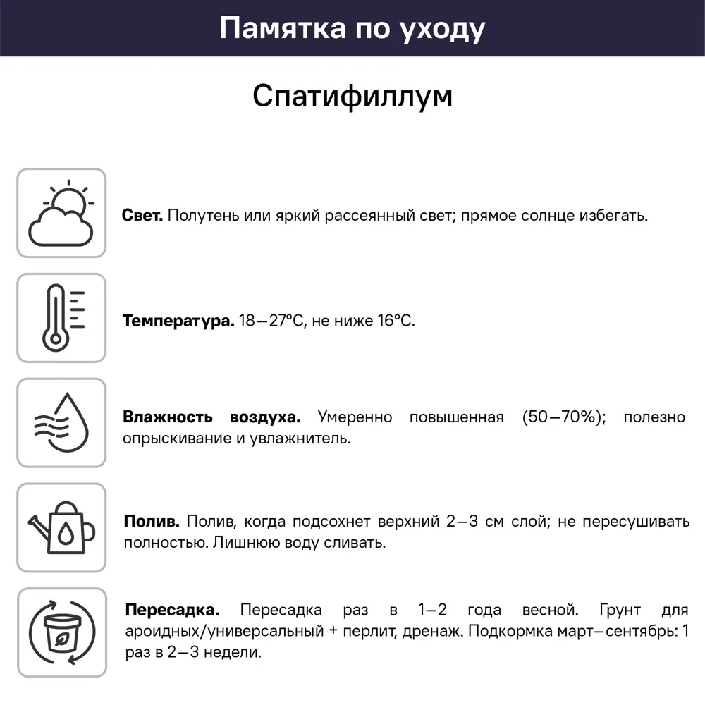 Спатифиллум Шопен 9x30 см 10971011 STLM-2056193 Santreyd  - Вид №2