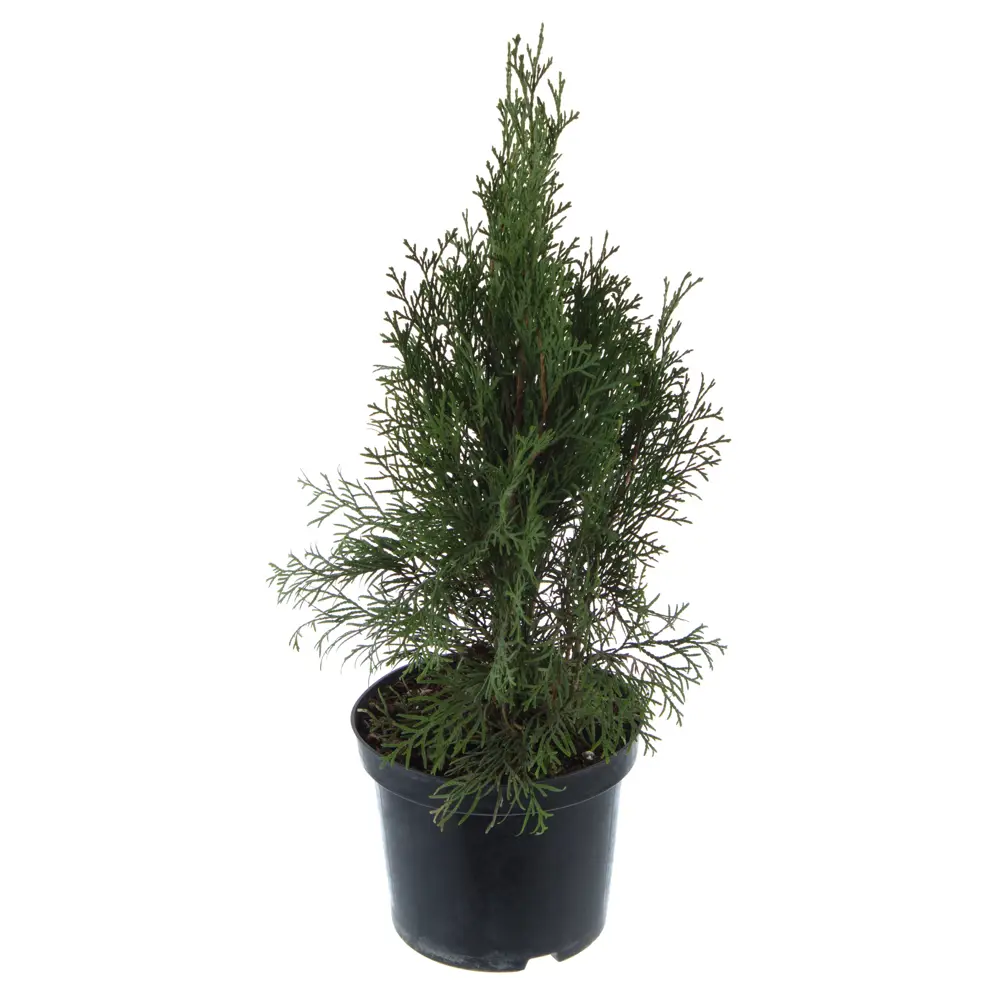 Туя «Микс», западная ГАВРИШ STLM-2073769