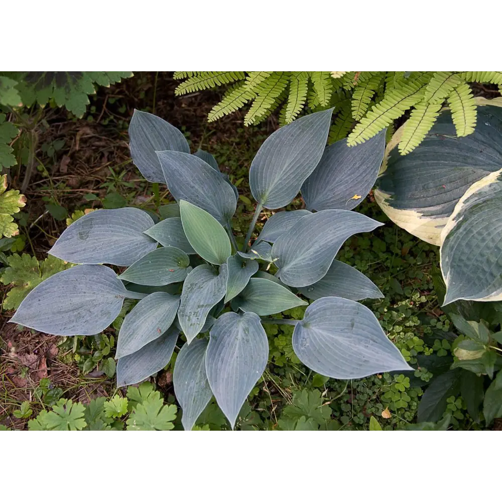 Хоста Халцион ø15 h40 см 84832085 STLM-2092485 PLANTMARKET  - Вид №2