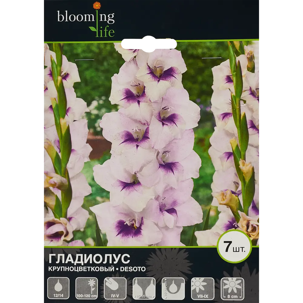 Гладиолус крупноцветковый Десото 7 шт BLOOMING LIFE STLM-2150446