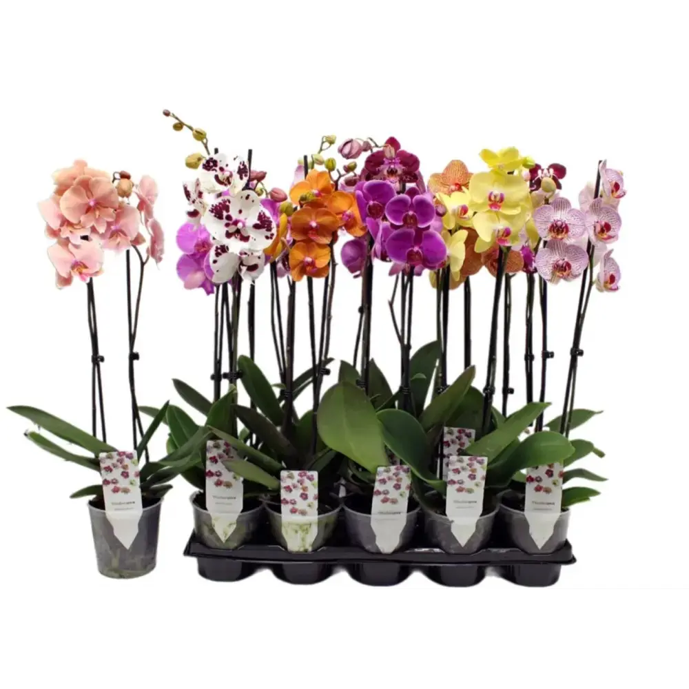 Фаленопсис микс ø12 h40 - 55 см Santreyd STLM-2063454