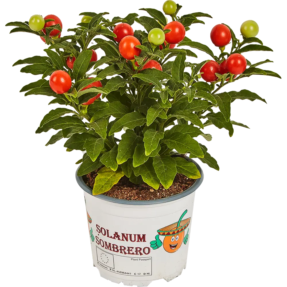 Солянум микс 10.5x25 см Santreyd STLM-2205983