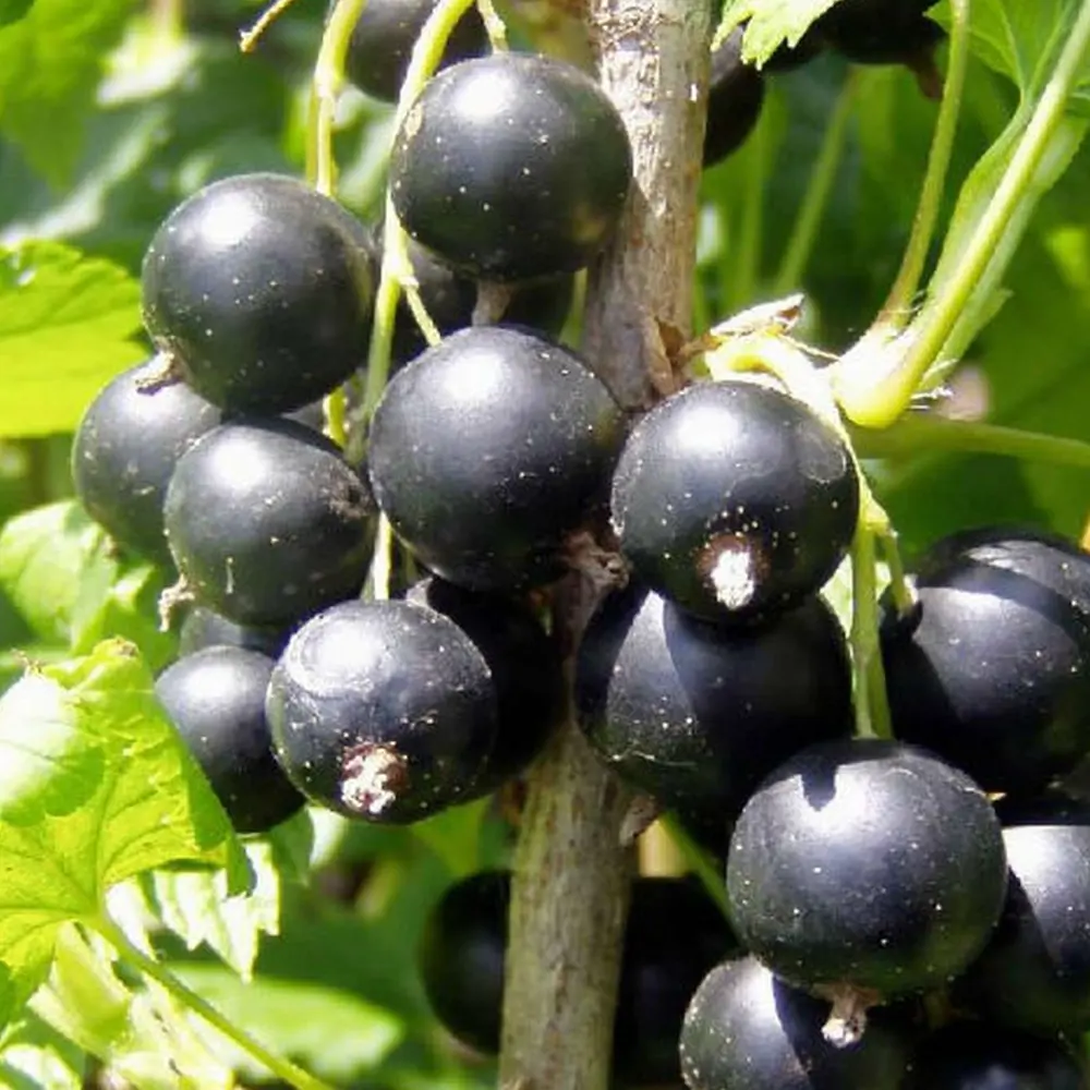 Смородина чёрная «Селеченская-2» C3 высота 40-60 см ВСЕ В САД STLM-2160753