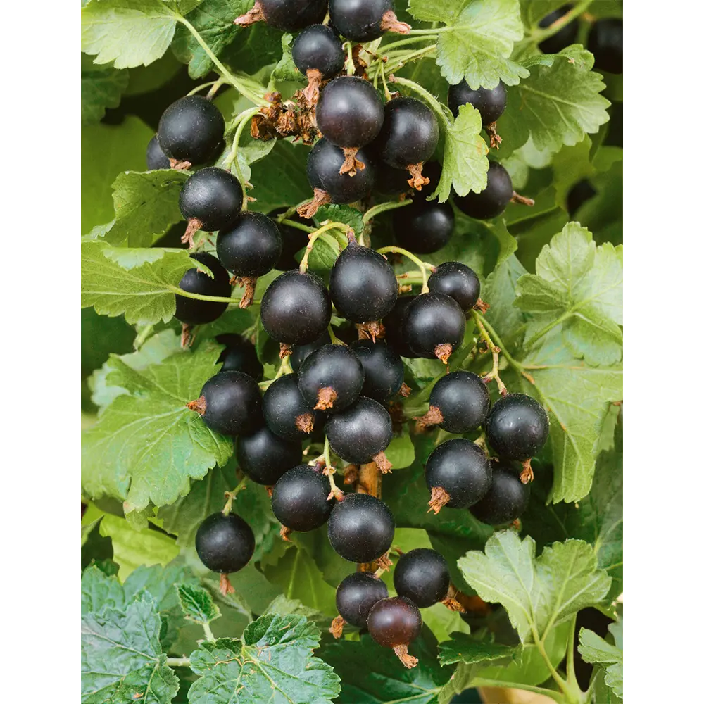 Смородина «Валовая» 1 год 12.5x30-50 см Santreyd STLM-2063881 - Вид №2