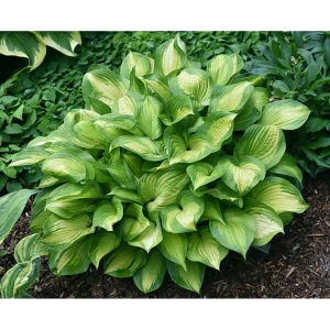 Хоста Лэйксайд Банана Бэй луковицы 1