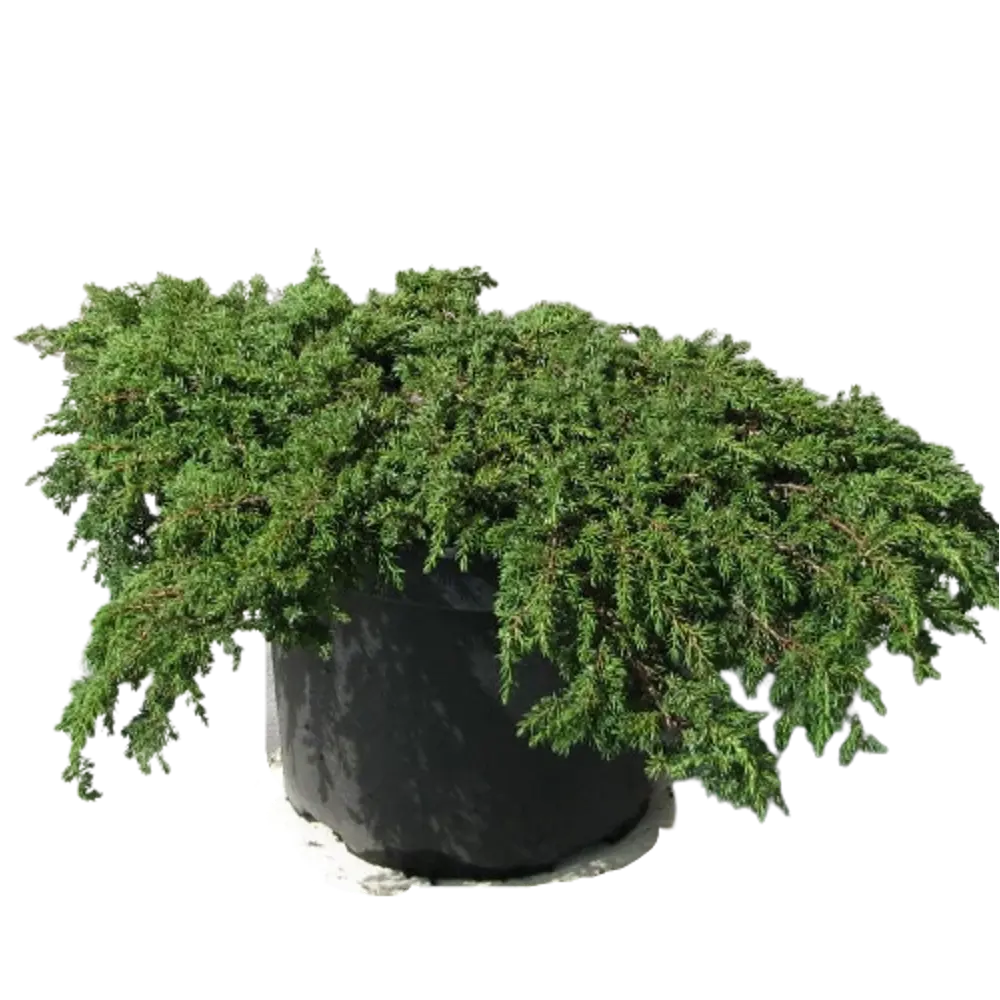 Можжевельник обыкновенный Грин Карпет ø19 h45 см 84834045 STLM-2040009 PLANTMARKET 