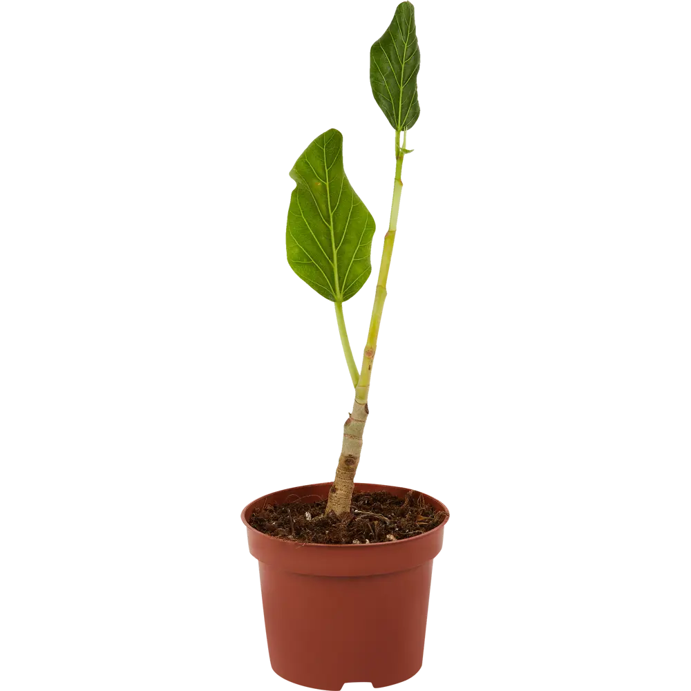 Фикус Одри бенгальский от Santreyd — изящное комнатное растение с глянцевой листвой 83673168 STLM-0043311