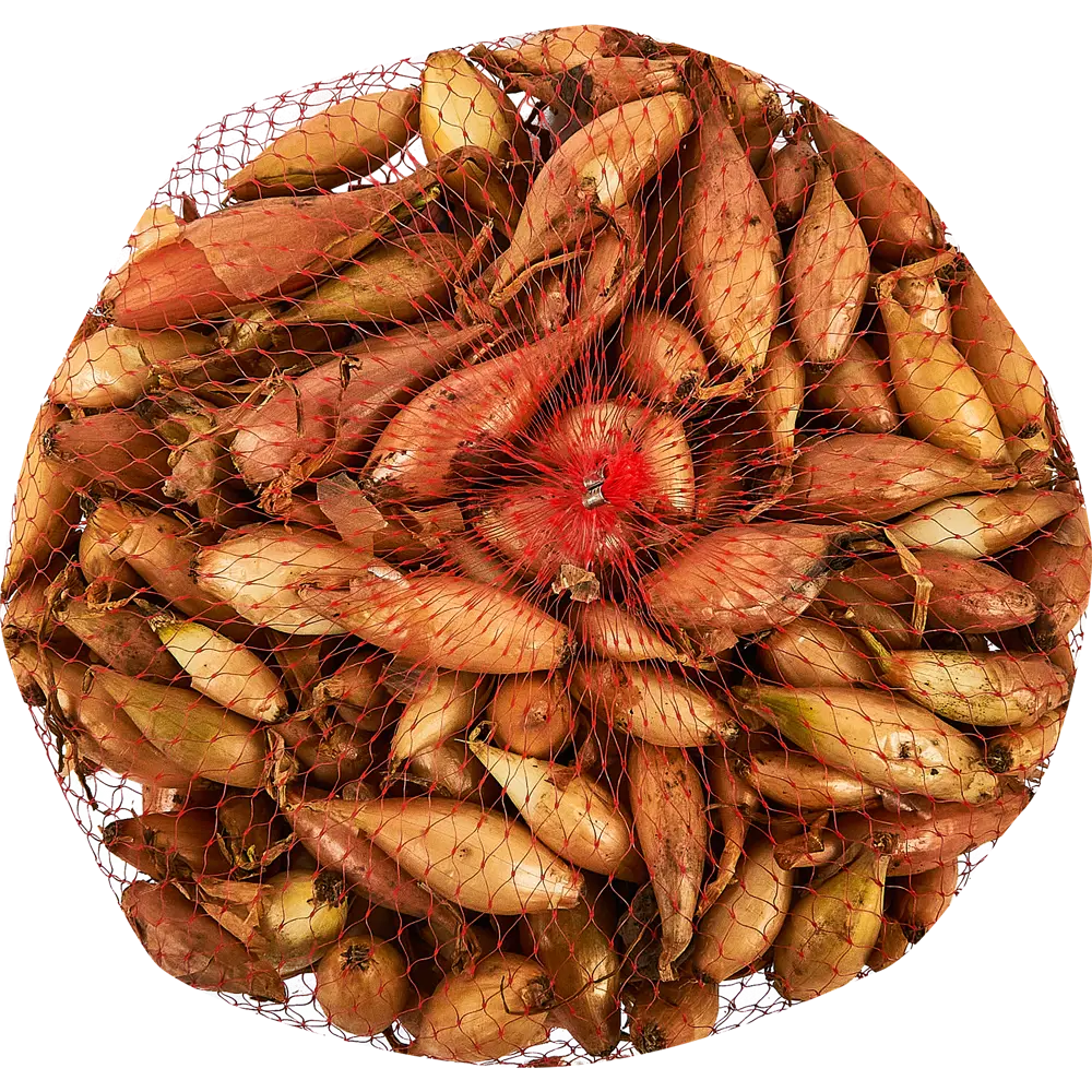 Лук севок Олина луковицы 12 0.5 кг ПОИСК STLM-2186837 - Вид №1