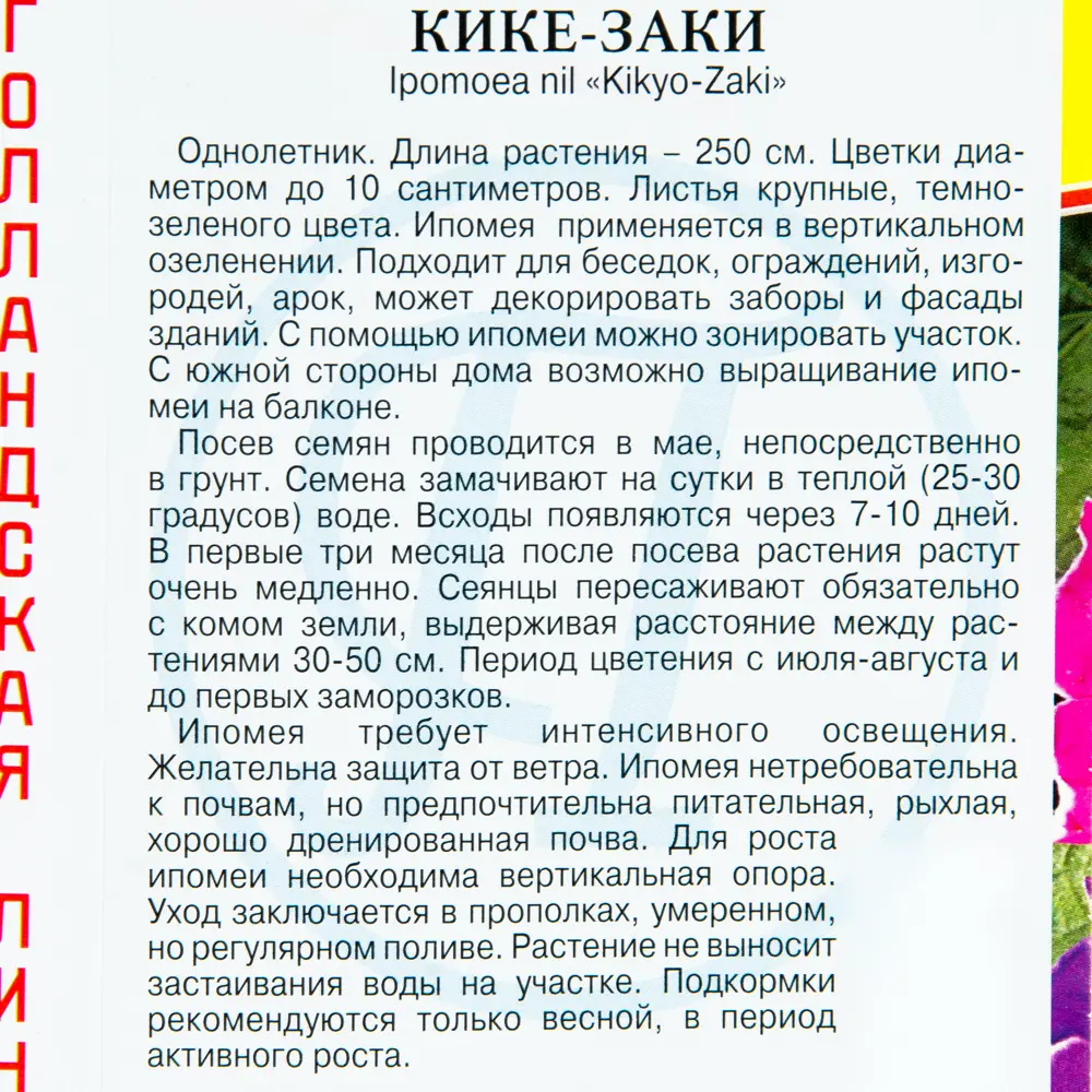 Ипомея «Кике-Заким» 14383073 STLM-2020924 Santreyd  - Вид №2