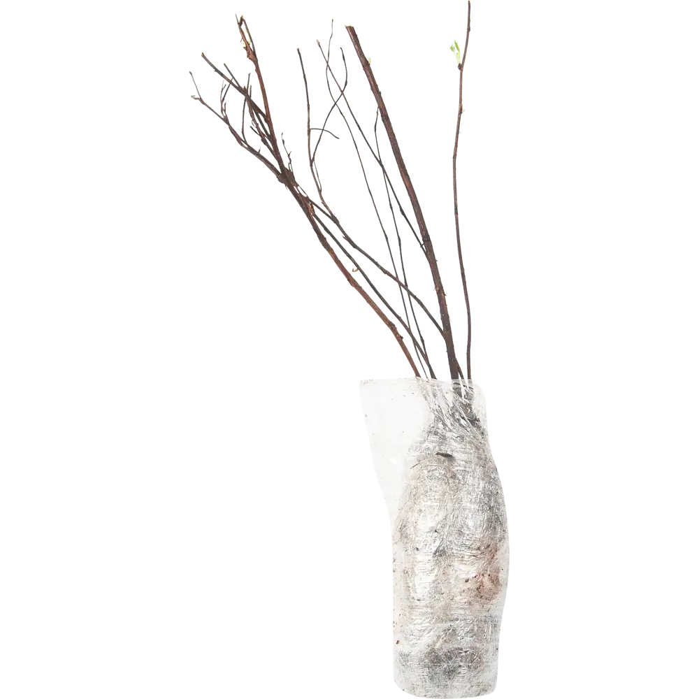 Лапчатка кустарниковый Хоуплс Орандж в тубе BLOOMING LIFE STLM-2074361 - Вид №1