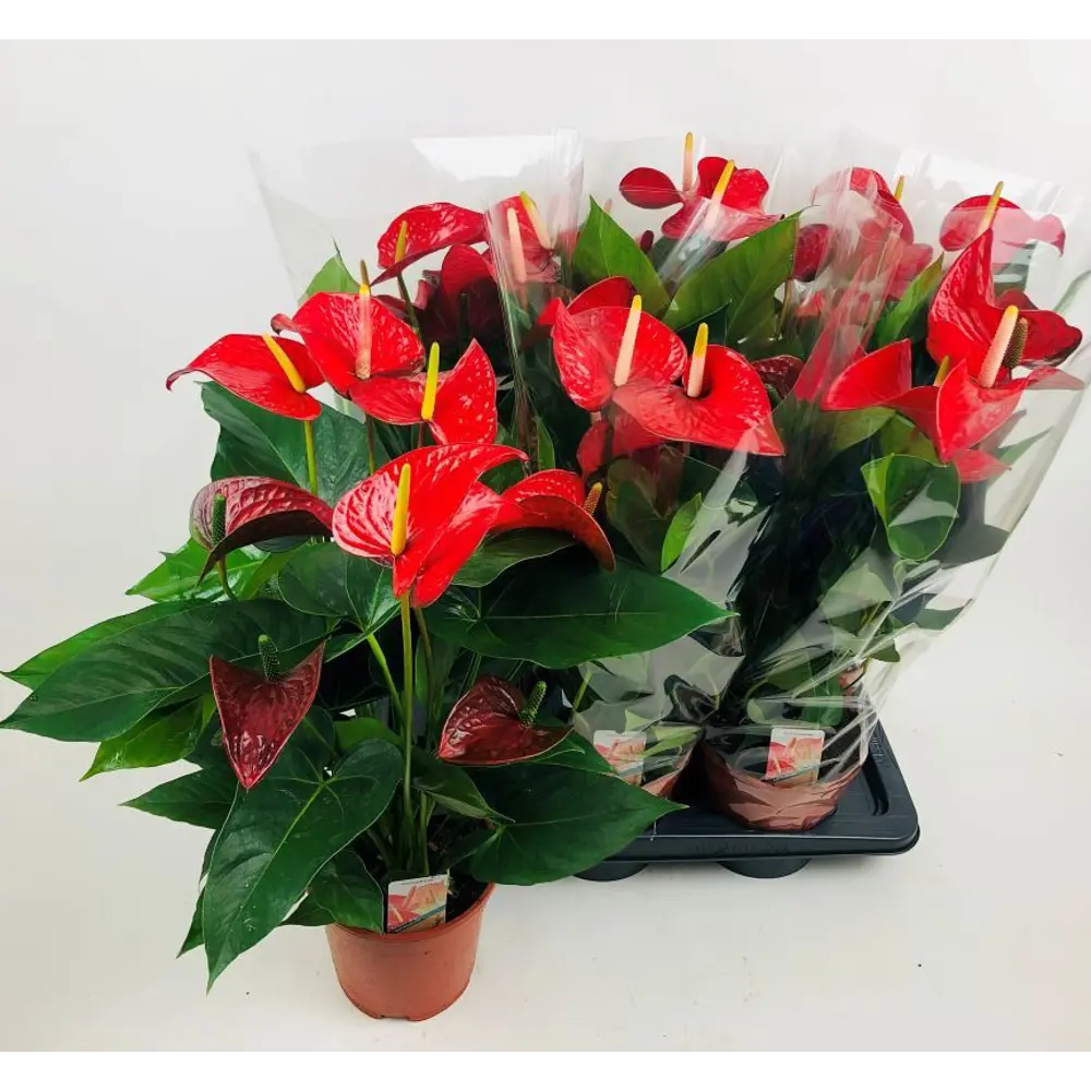 Антуриум Ред Булл ø12 h40 см 89441607 STLM-2042443 Santreyd 