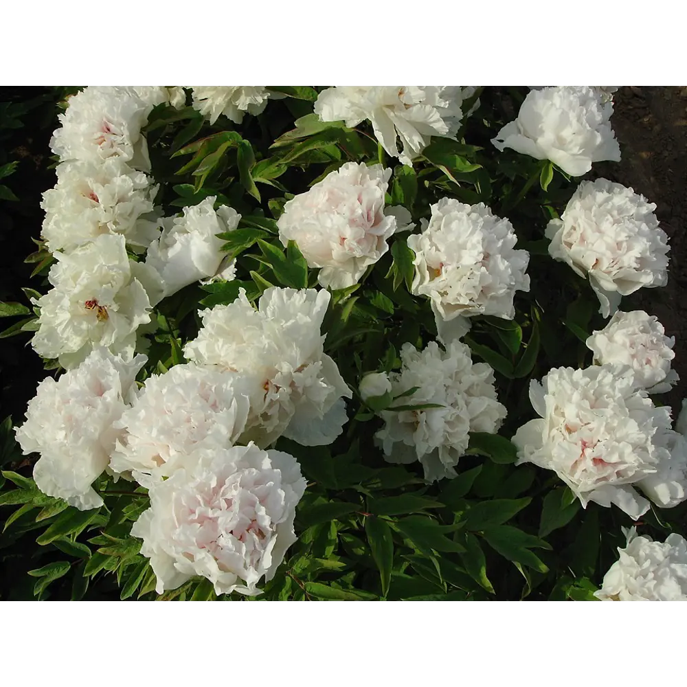 Пион древовидный Горный хрусталь в тубе BLOOMING LIFE STLM-2195902