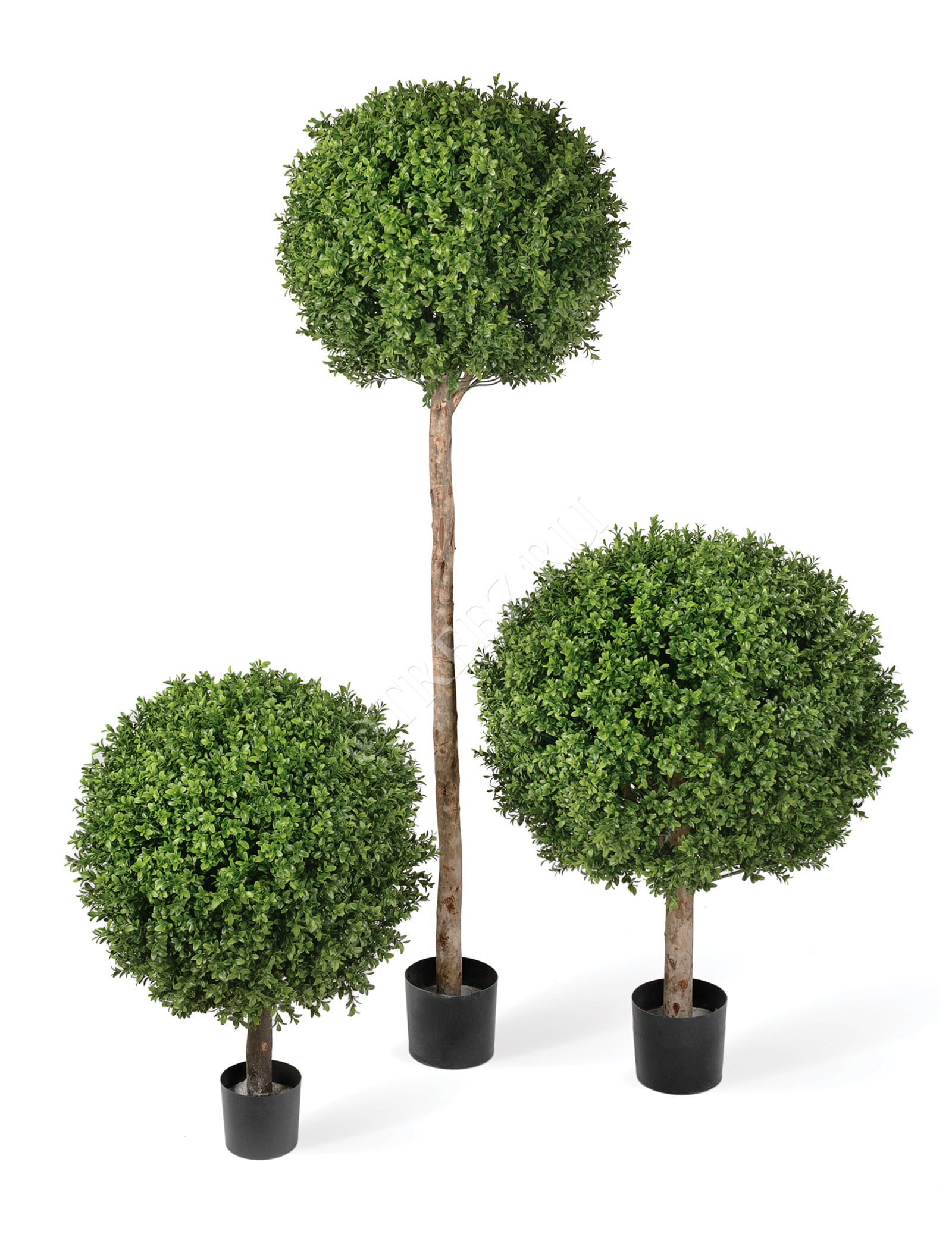 10.44305N Самшиты Шары уличные на высоком стволе Цветочная коллекция  - Вид №1