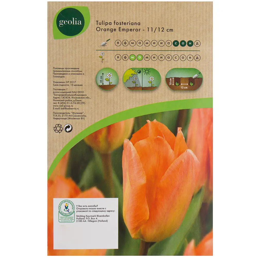 Тюльпан Orange Emperor GEOLIA 11/12 10/9 18659057 STLM-2112105  - Вид №2