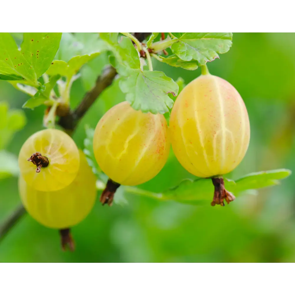 Крыжовник «Медовый» C3 высота 40-60 см ВСЕ В САД STLM-2170866